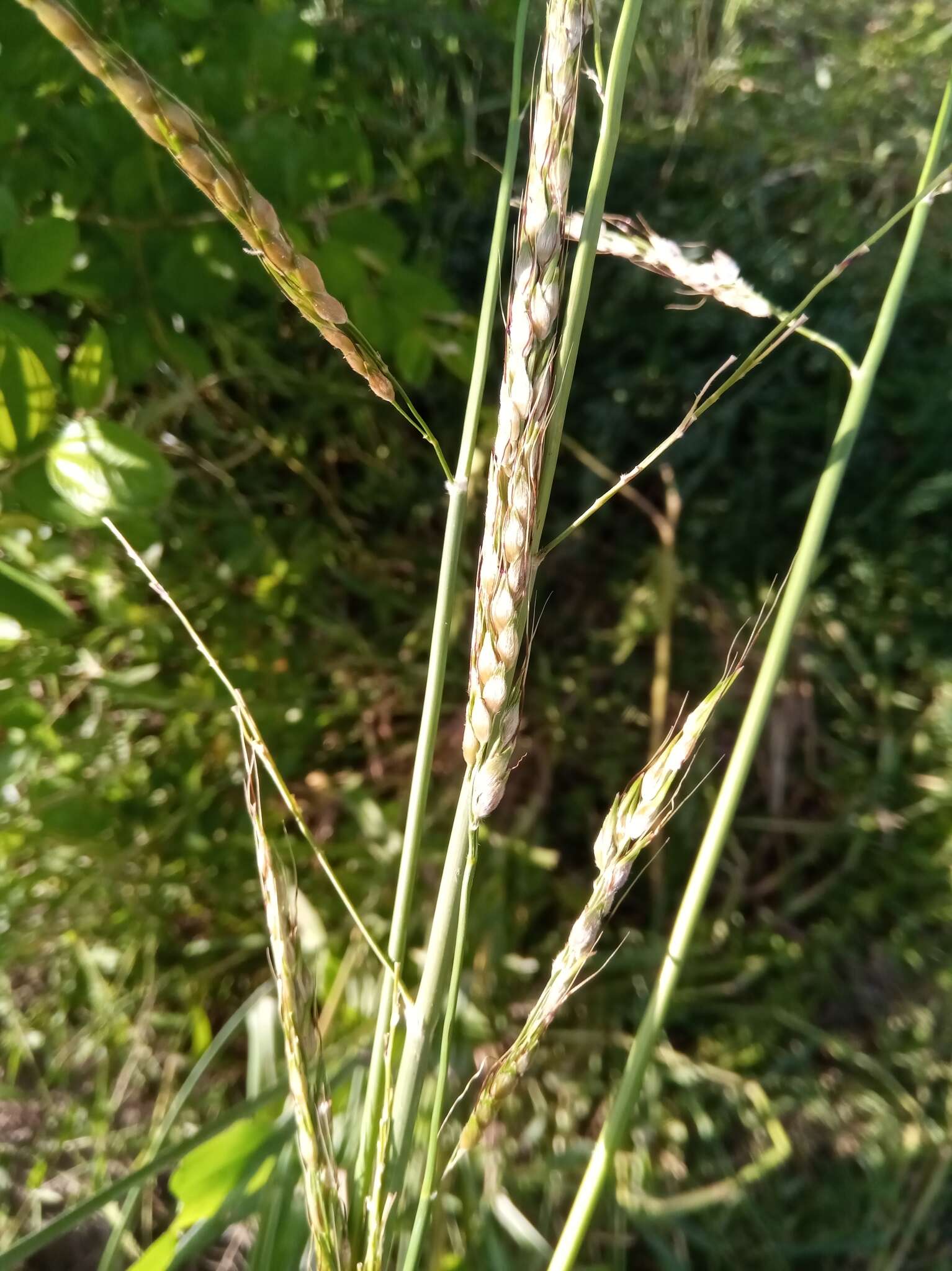 Image of broom corn