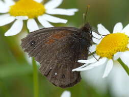 Imagem de Cosmosatyrus leptoneuroides Felder 1867