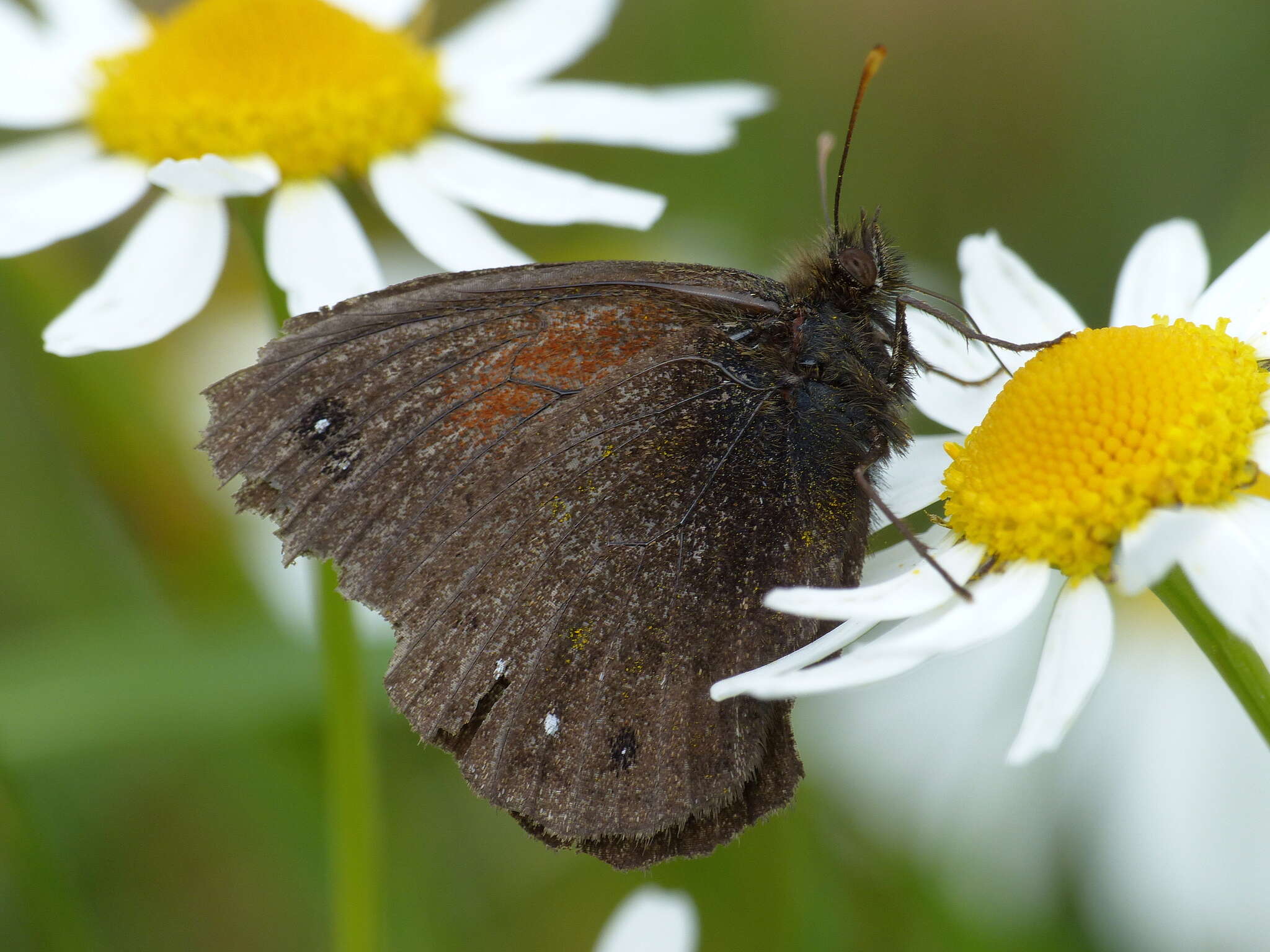 Imagem de Cosmosatyrus leptoneuroides Felder 1867