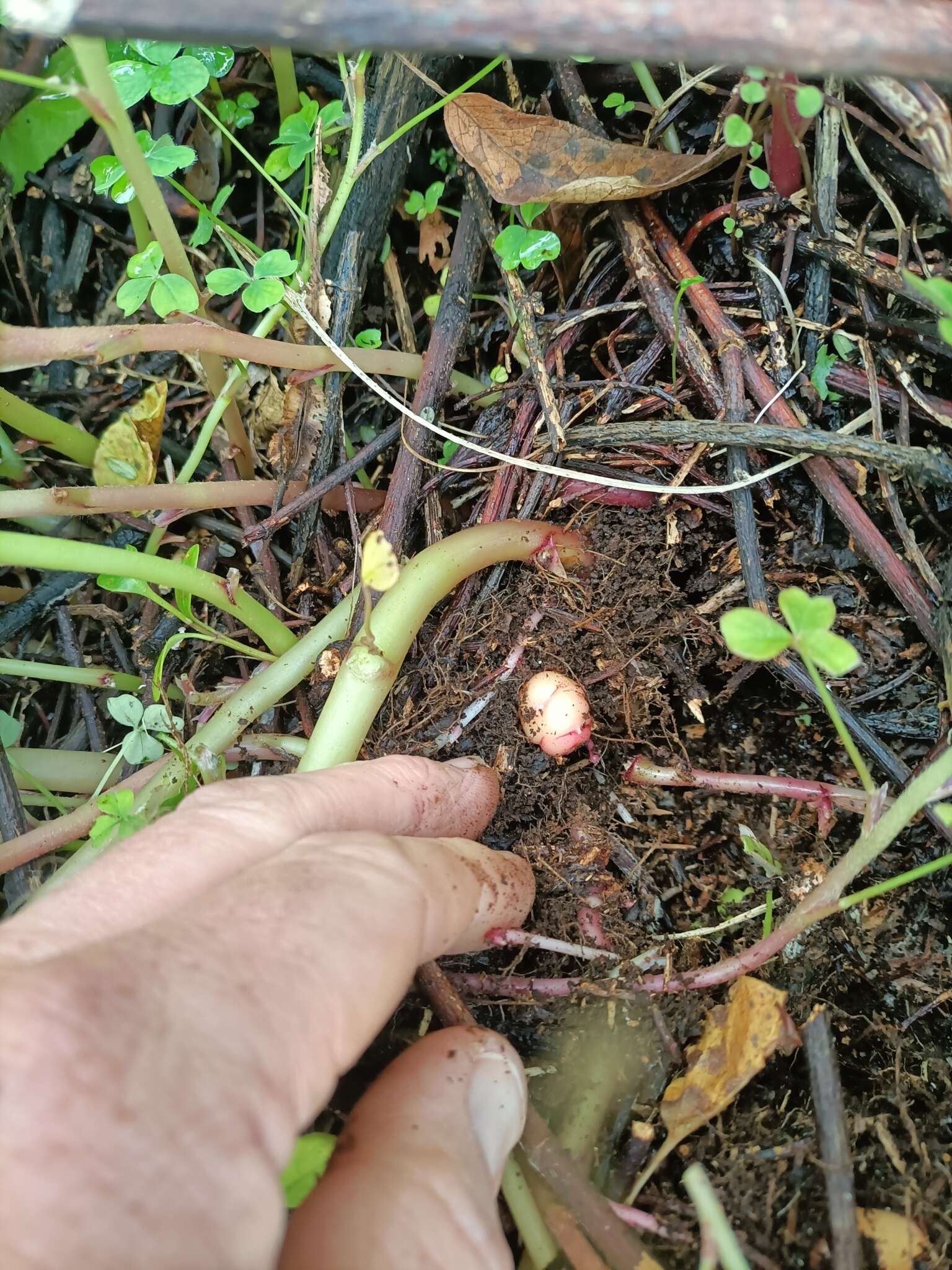 Sivun Mukulakäenkaali (oka kuva