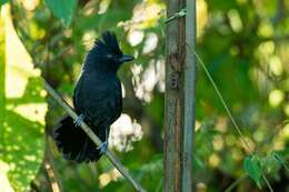 Image of Tufted Antshrike