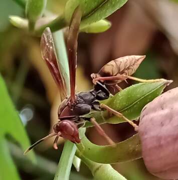 Image of Polistes cavapytiformis Richards 1978