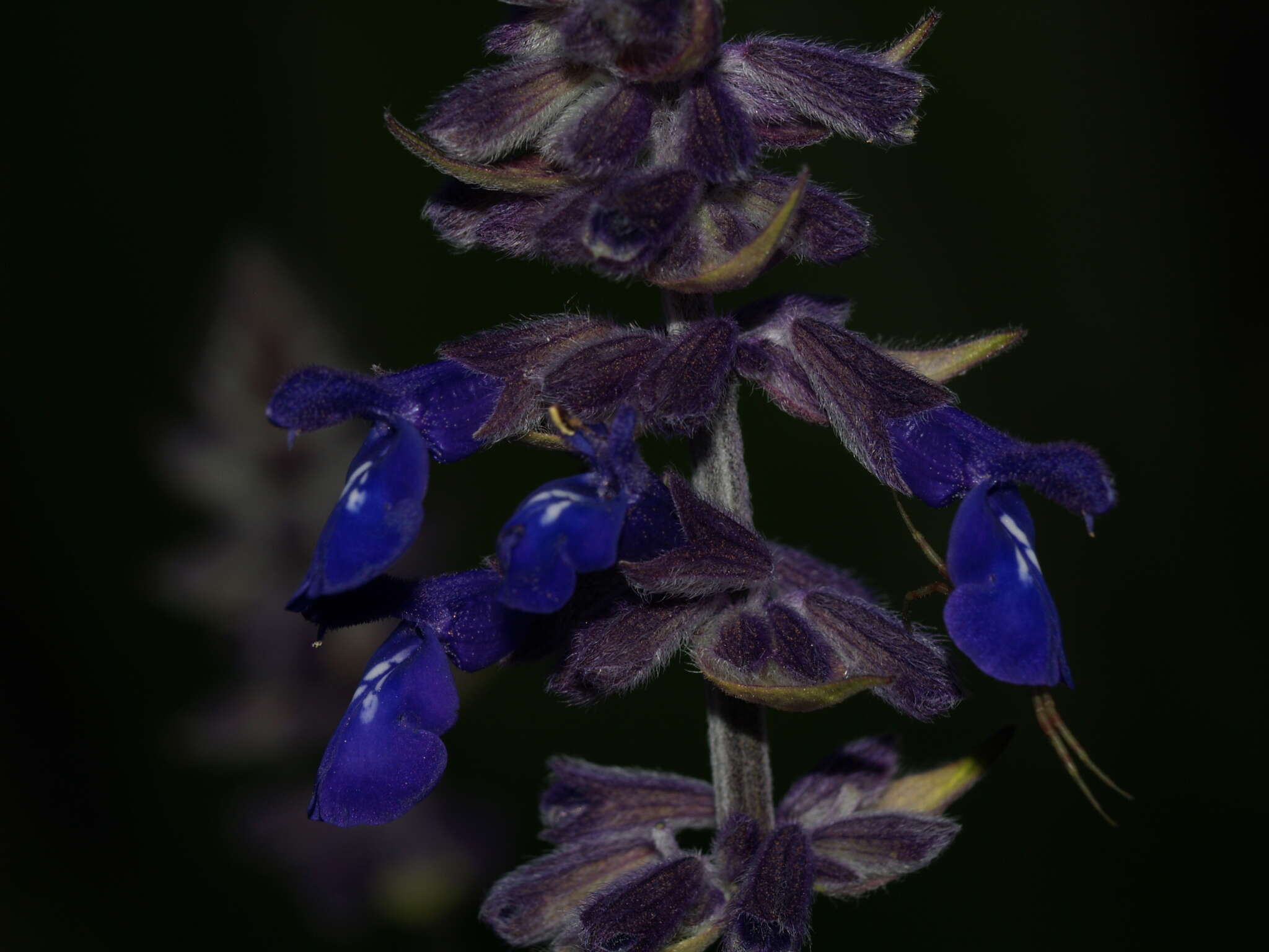 Salvia zaragozana B. L. Turner resmi