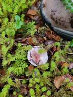 Image de Russula roseopileata McNabb 1973