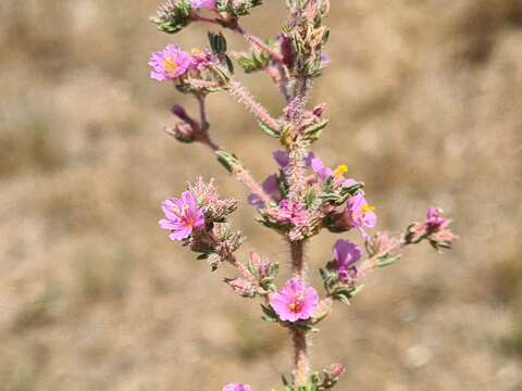 Image of Frankenia hirsuta L.