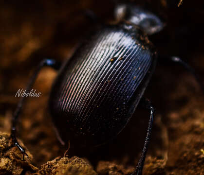 Слика од Calosoma (Castrida) vagans Dejean 1831