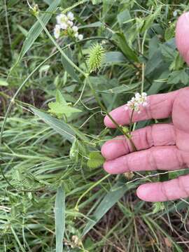 Image of Naudin's cyclanthera