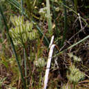 Image of Torilis tenella (Delile) Rchb. fil.