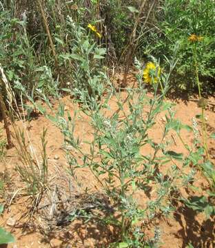 Image of desert goosefoot