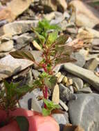 Image of Parietaria lusitanica subsp. chersonensis (Láng & Szov.) Chrtek