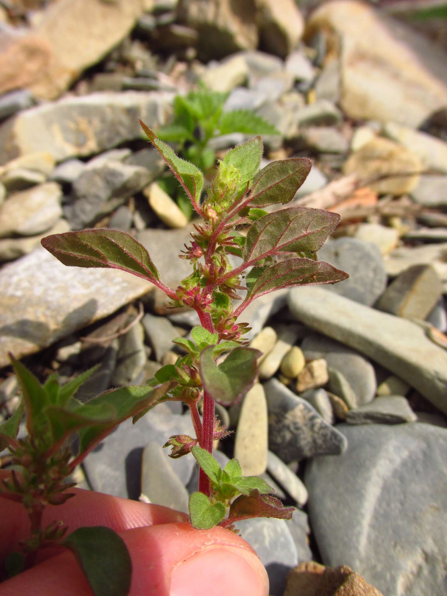 Image of Parietaria lusitanica subsp. chersonensis (Láng & Szov.) Chrtek