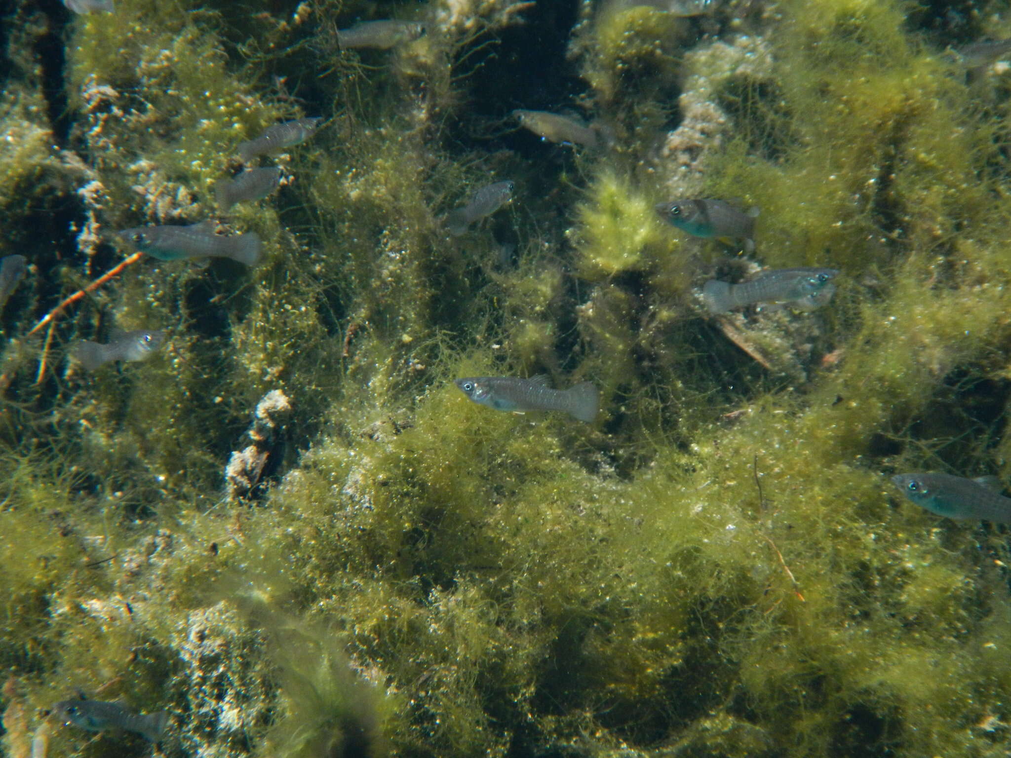 Image of Mangrove molly