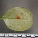 Sivun <i>Pseudophaeophleospora atkinsonii</i> kuva