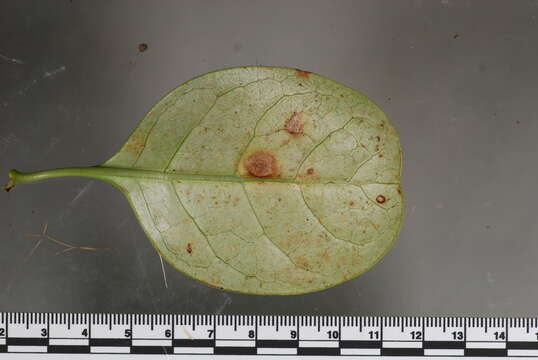 Sivun <i>Pseudophaeophleospora atkinsonii</i> kuva