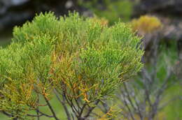 Image of cypress hebe