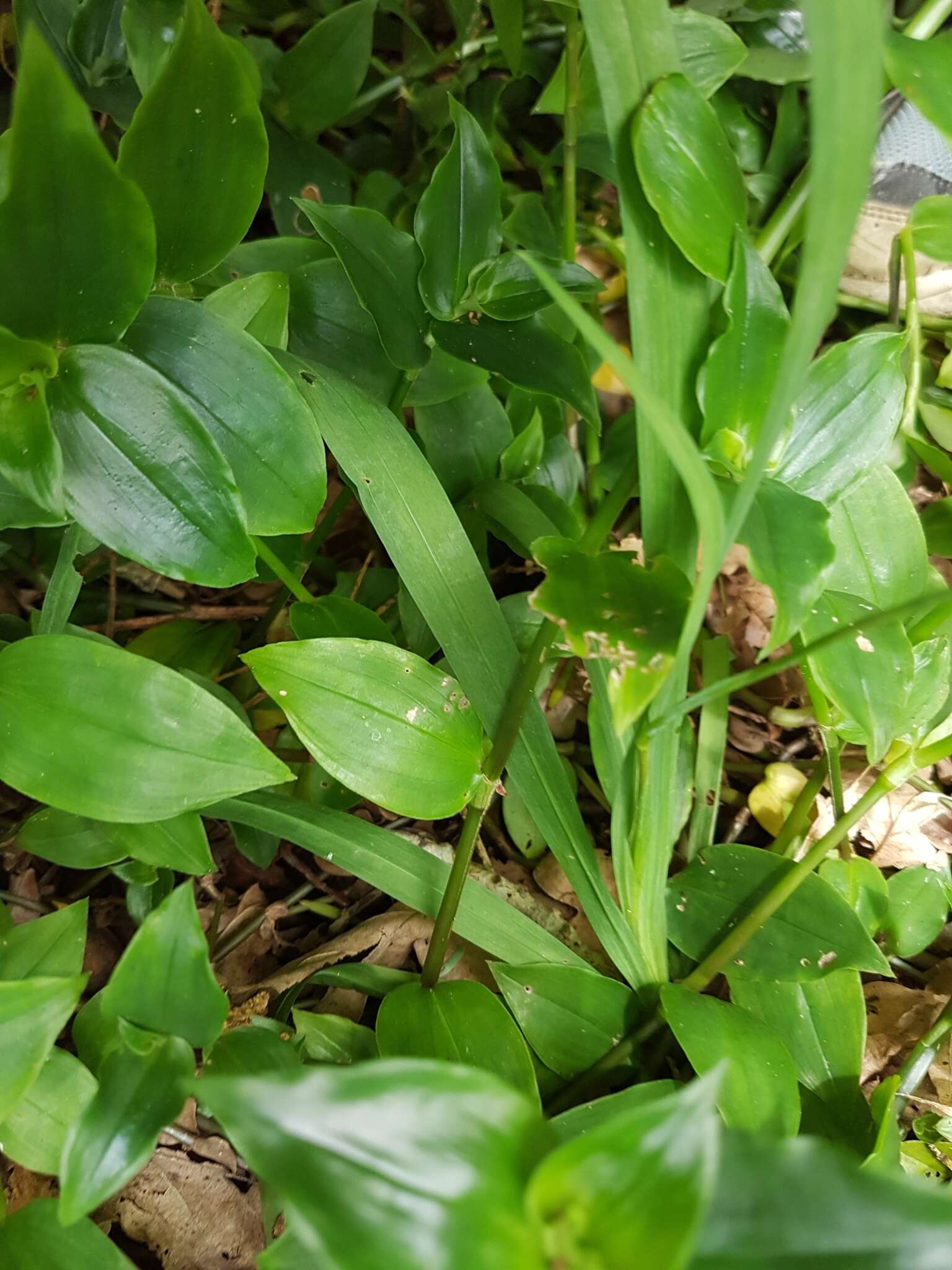 Image of false freesia