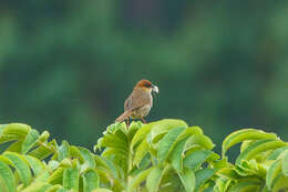 صورة Cisticola nigriloris Shelley 1897