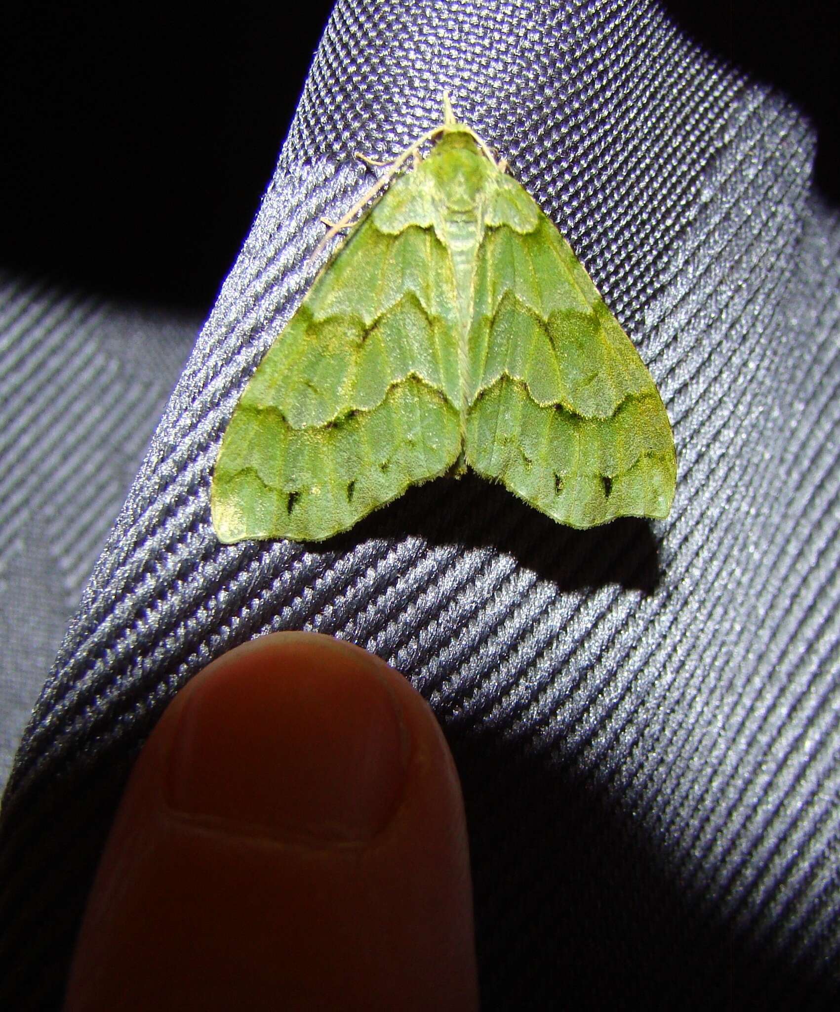 Image of Tatosoma lestevata Walker 1862