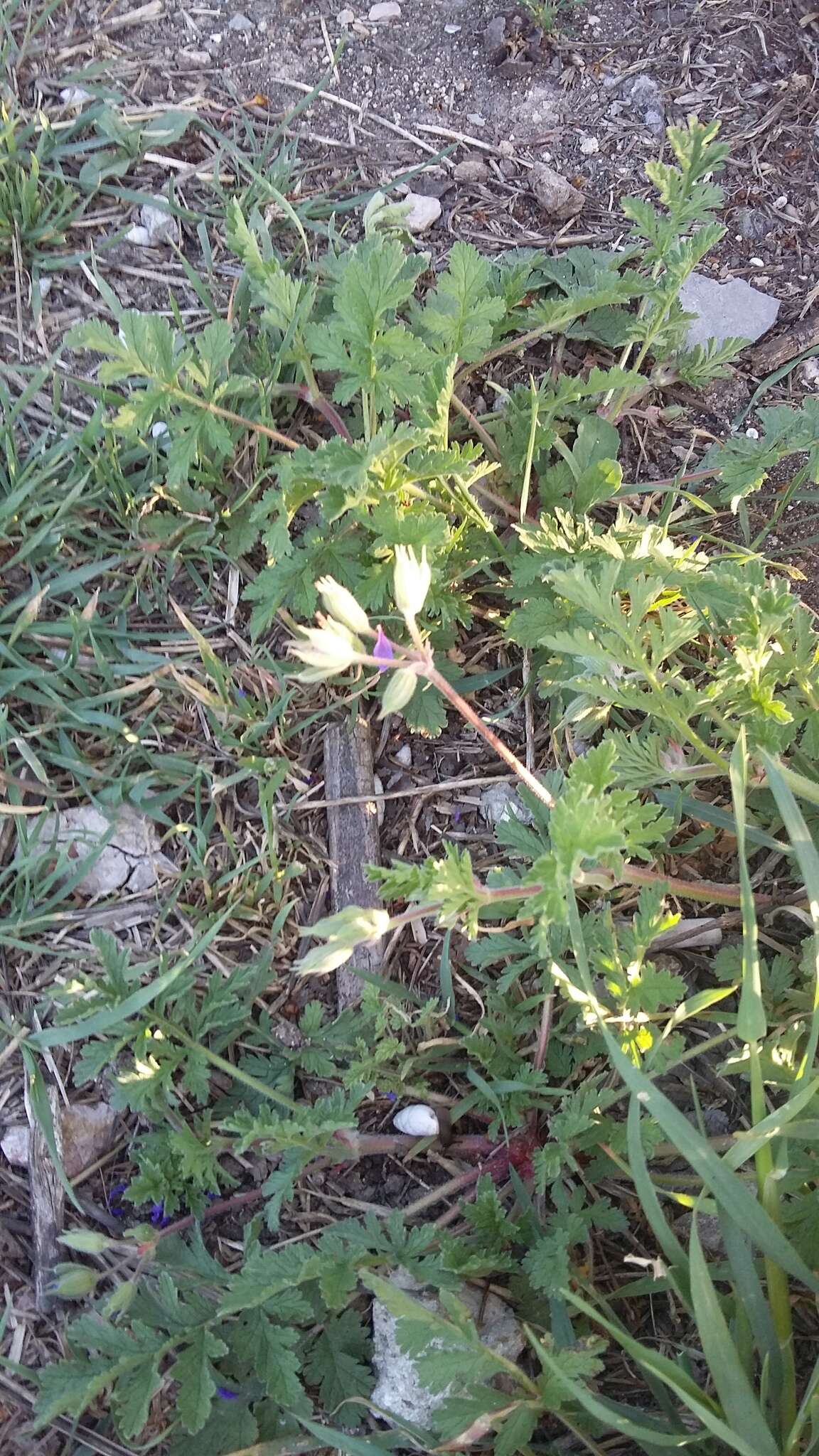 Image de Erodium ciconium (L.) L'Her.