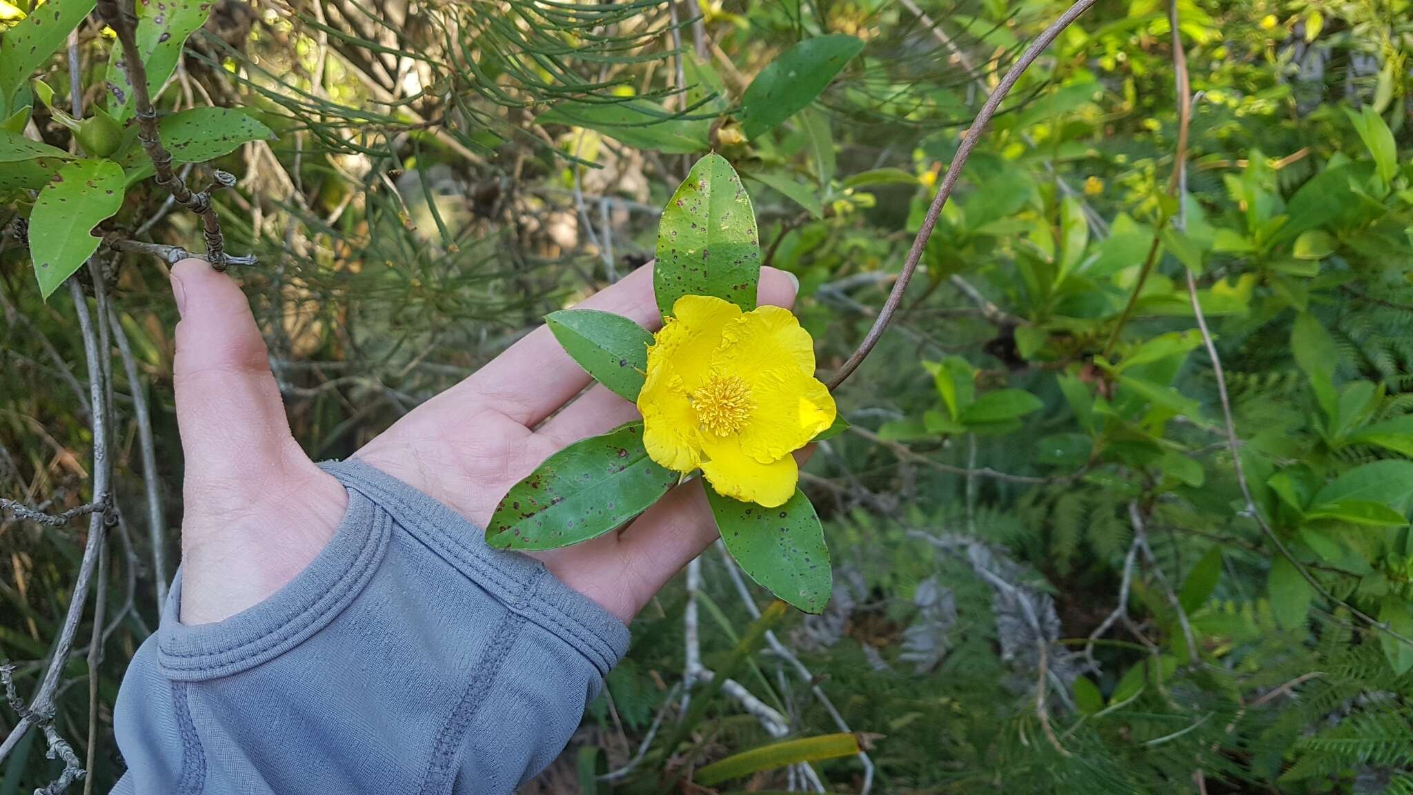 Image of Hibbertia scandens (Willd.) Gilg