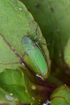 Image de Helochara communis Fitch 1851