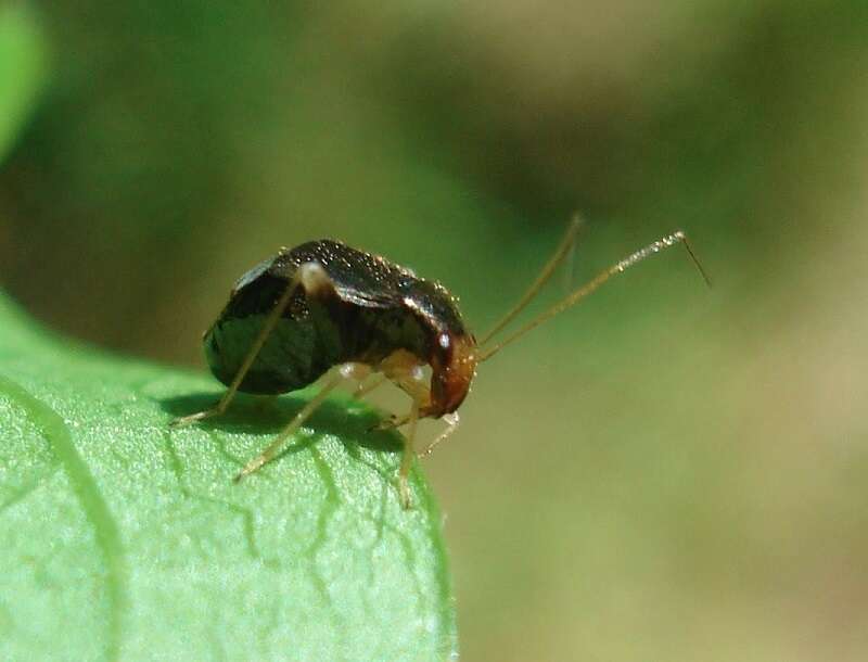 Image of Halticus luteicollis (Panzer 1804)