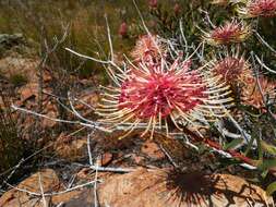 Image of <i>Leucospermum <i>tottum</i></i> var. tottum