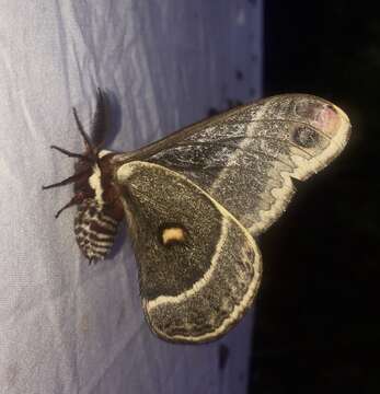 Image of Columbia Silkmoth