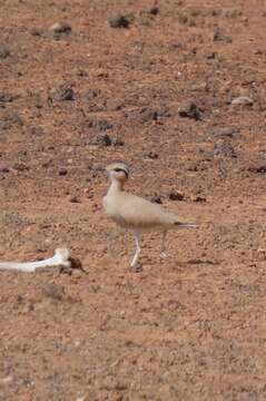 Image of Cream-colored Courser