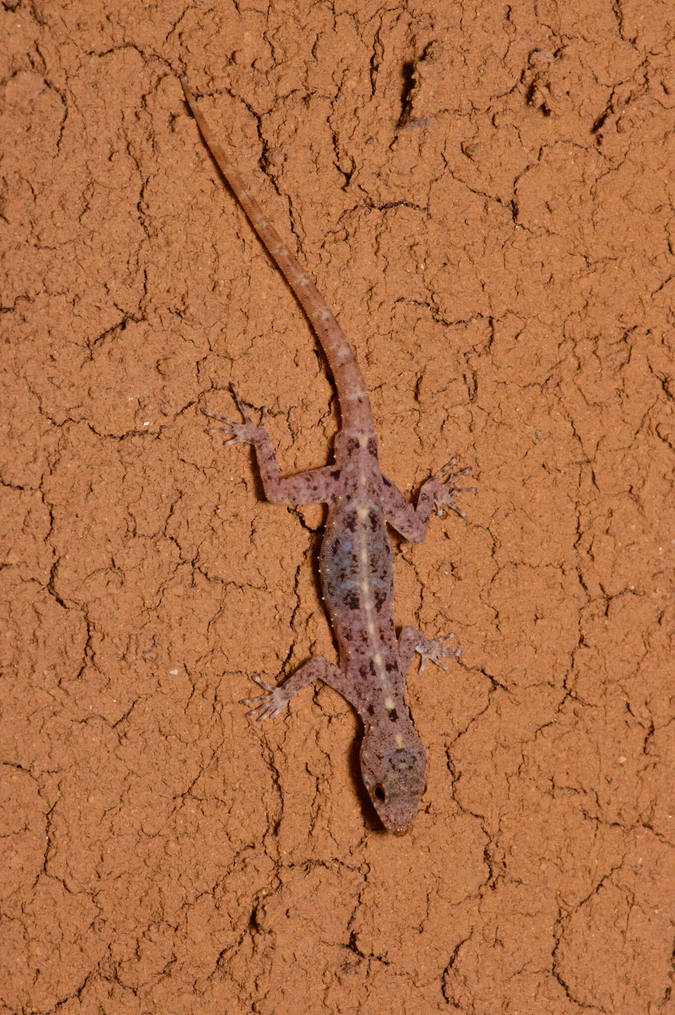 صورة Cnemaspis punctata Manamendra-arachchi, Batuwita & Pethiyagoda 2007