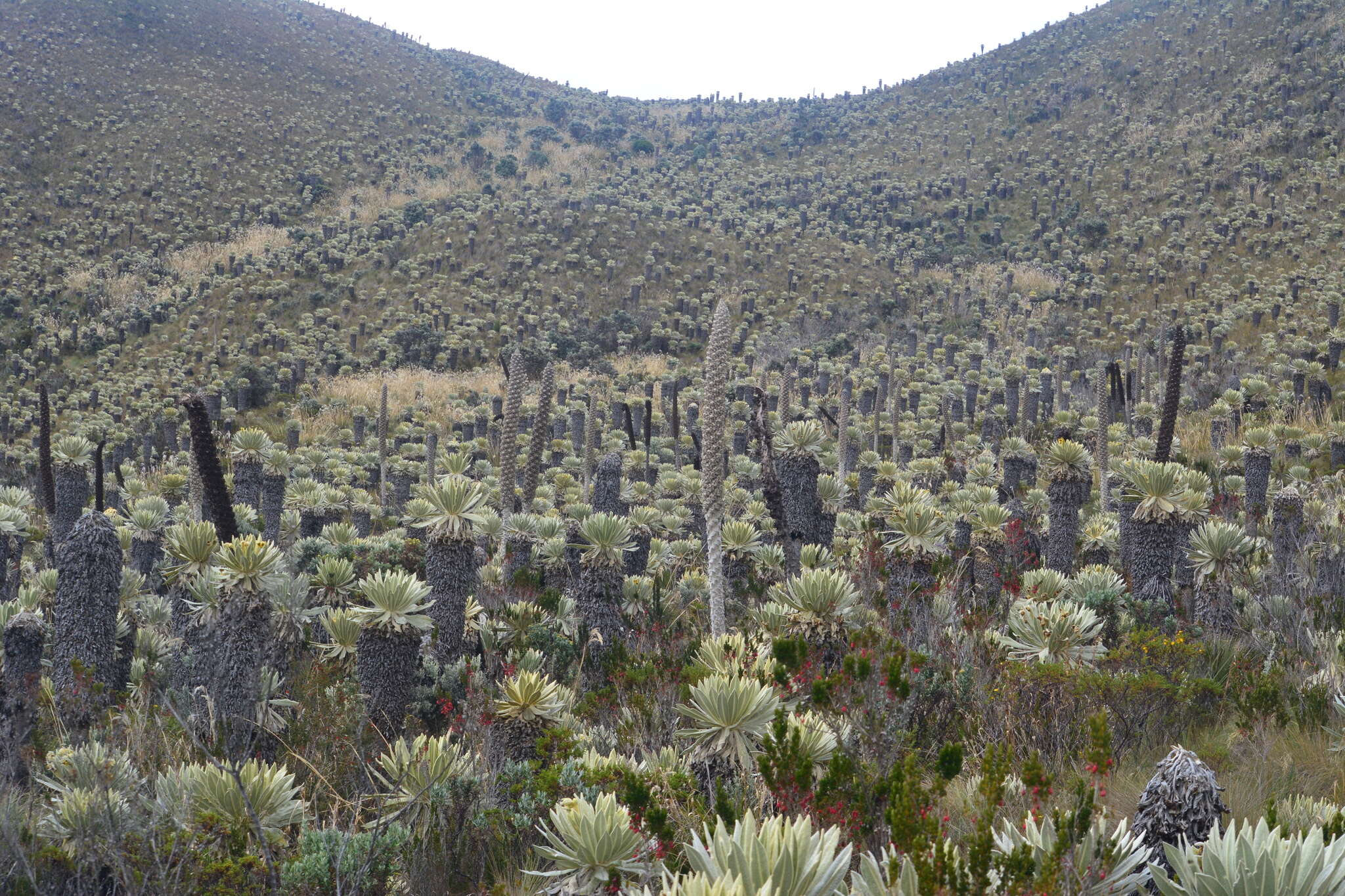 Image de Puya hamata L. B. Sm.