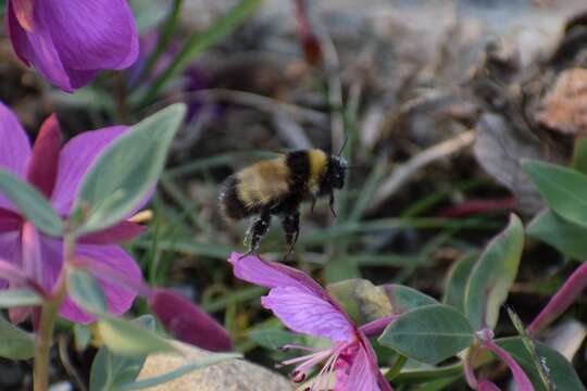 Image of Bombus kluanensis Williams & Cannings 2016