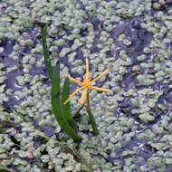 Image of grassleaf mudplantain