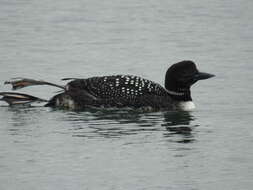 Image of loons