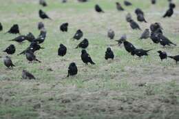 Image of Tricolored Blackbird