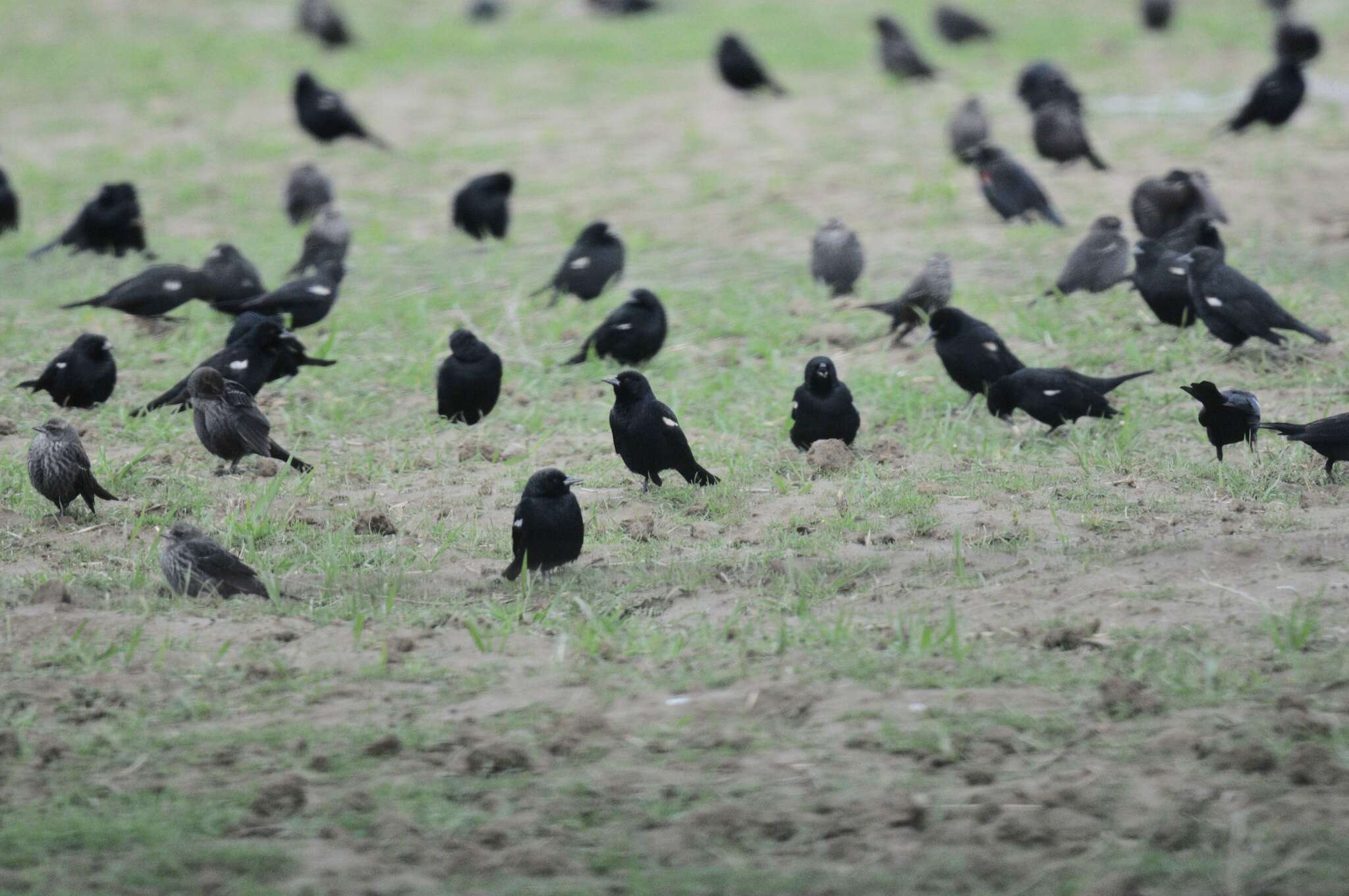 Image of Tricolored Blackbird