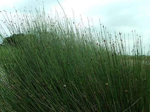 Image of Lepironia articulata (Retz.) Domin