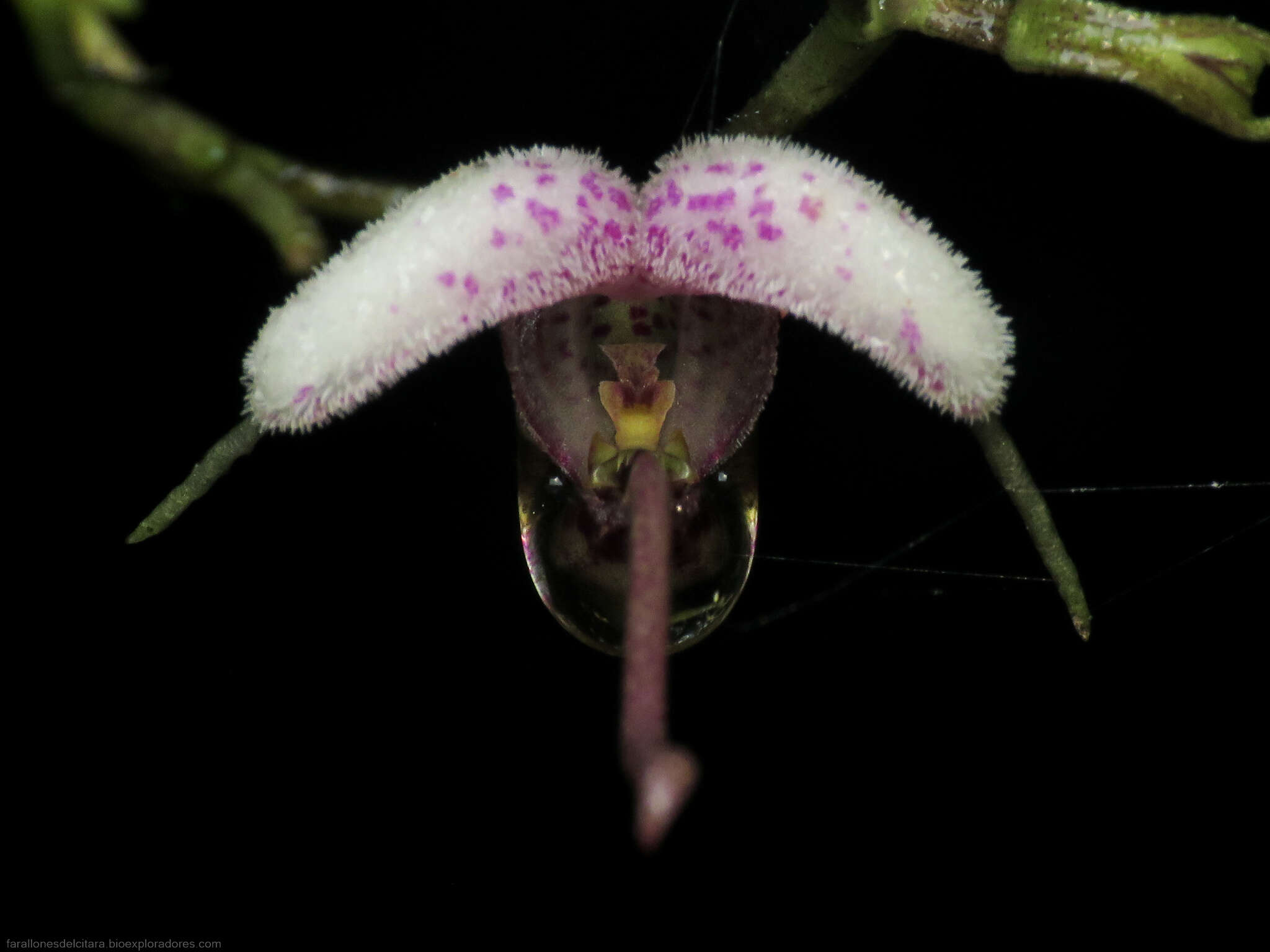 Plancia ëd Scaphosepalum lima (F. Lehm. & Kraenzl.) Schltr.