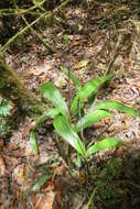 Слика од Prosthechea varicosa (Bateman ex Lindl.) W. E. Higgins