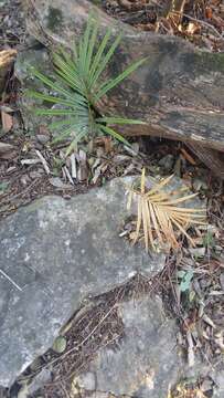 Image of Fern Palm