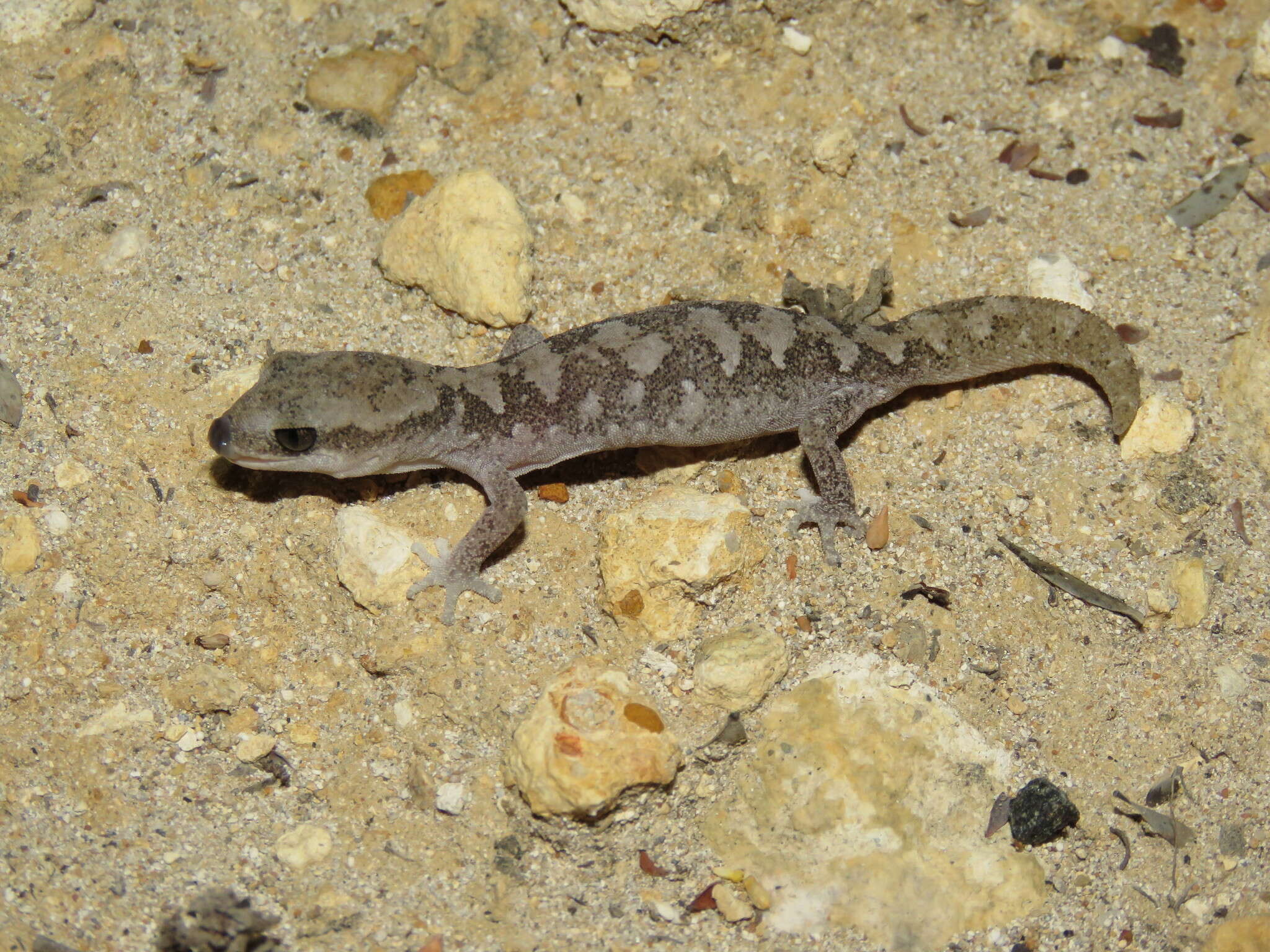 Image of Diplodactylus calcicolus Hutchinson, Doughty & Oliver 2009