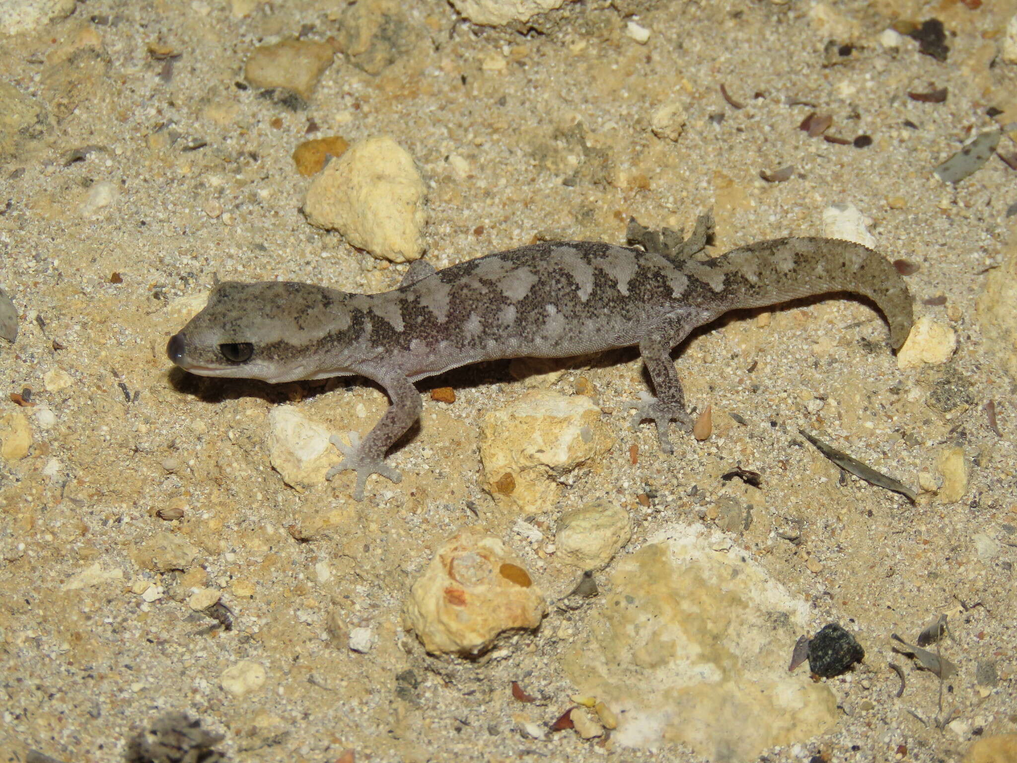 Image of South Coast Gecko