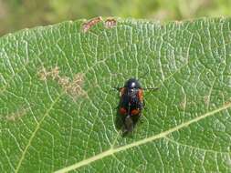 Cryptocephalus notatus Fabricius 1787 resmi