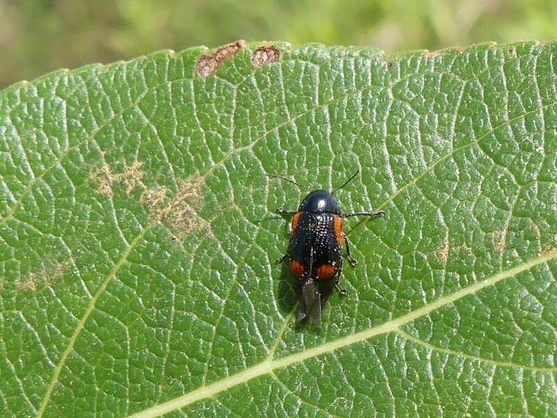 Cryptocephalus notatus Fabricius 1787 resmi