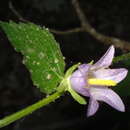 Image de Campanula trachelium subsp. mauritanica (Pomel) Quézel