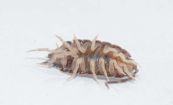 Image of Isopod