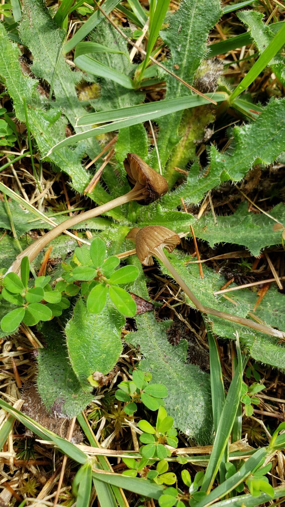 Image of Entoloma cuboideum Hesler 1967