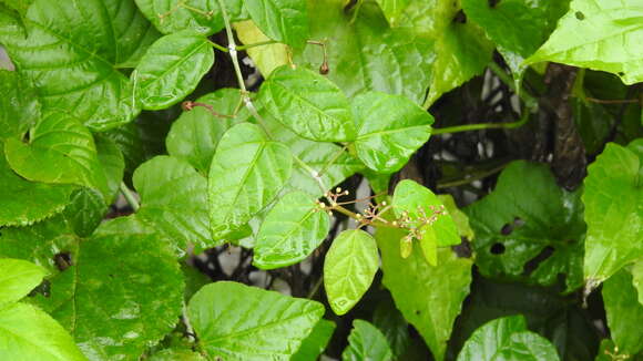 Image of Cissus kerrii Craib