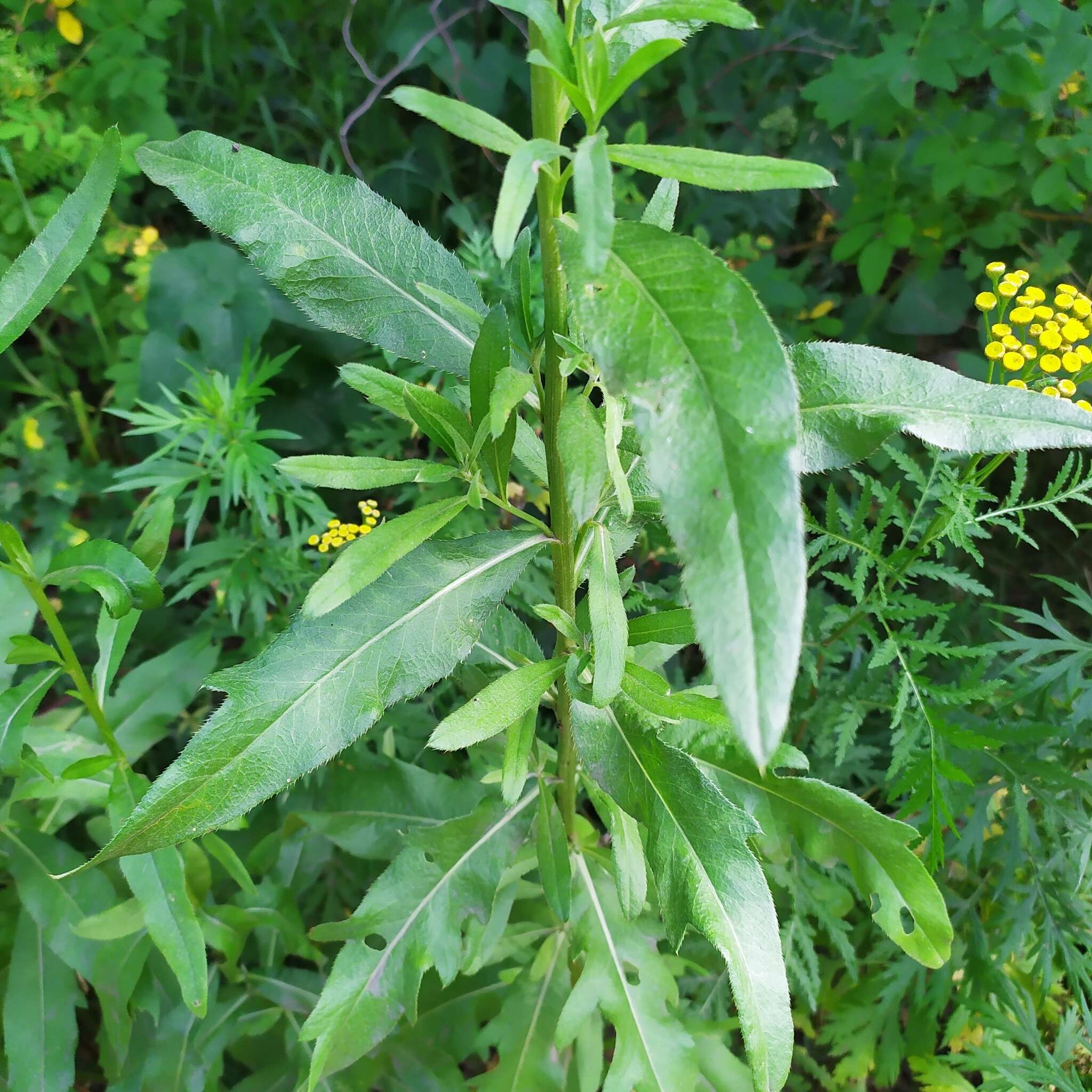 Image de Cirsium arvense var. integrifolium Wimmer & Grabowski