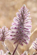 Image de Ptilotus exaltatus Nees